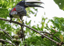Green Aracari