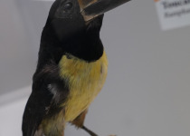 Green Aracari