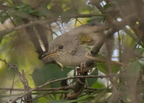 Green-backed Camaroptera