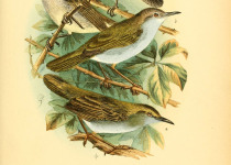 Green-backed Camaroptera