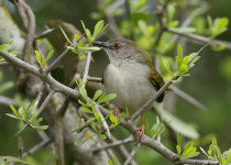 Green-backed Camaroptera