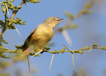 Green-backed Eremomela