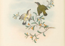 Green-backed Gerygone