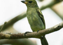 Green-backed Honeybird