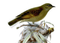 Green-backed Honeyguide