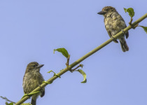 Green-backed Honeyguide