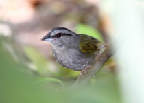 Green-backed Sparrow