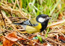 Green-backed Tit