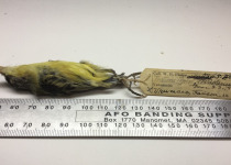 Green-backed Tody-Flycatcher