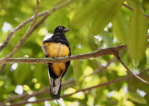 Green-backed Trogon