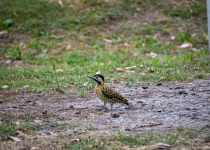 Green-barred woodpecker