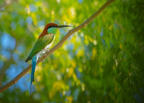 Green Bee-eater