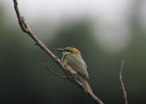 Green Bee-eater