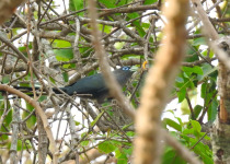Green-billed Malkoha