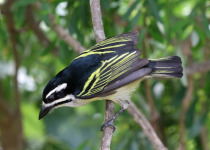 Green-breasted Barbet