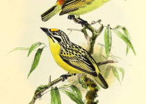 Green-breasted Barbet