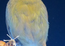 Green-breasted Pitta