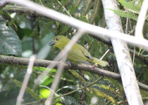Green-capped Tanager