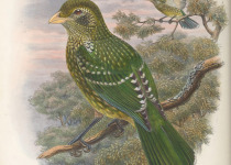 Green Catbird