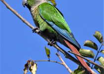 Green-cheeked conure