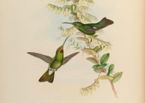 Green-crowned Brilliant