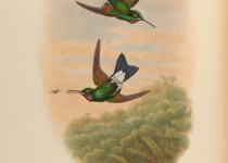Green-crowned Brilliant