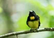 Green-crowned Brilliant