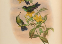 Green-crowned Brilliant