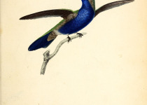 Green-crowned Plovercrest