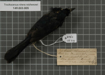 Green-headed Sunbird