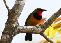 Green-headed Tanager