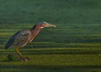 Green Heron