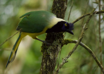 Green Jay