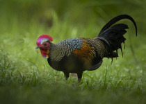 Green Junglefowl