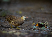 Green-legged Partridge
