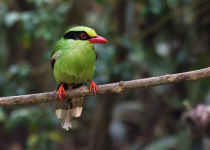 Green Magpie