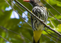 Green Oriole