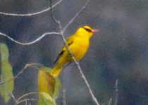 Green Oriole