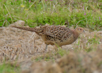 Green Pheasant