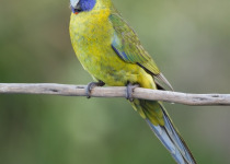 Green Rosella