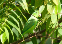 Green-rumped Parrotlet