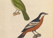 Green Shrike-Babbler