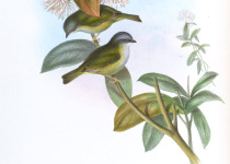 Green Shrike-Babbler