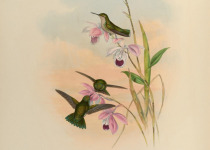 Green-tailed Goldenthroat