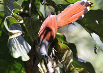 Green-tailed Sunbird
