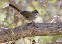Green-tailed Towhee