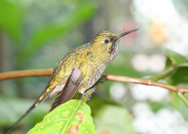 Green-tailed Trainbearer