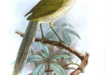Green-tailed Trogon