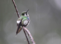 Green Thorntail