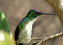 Green-throated Carib